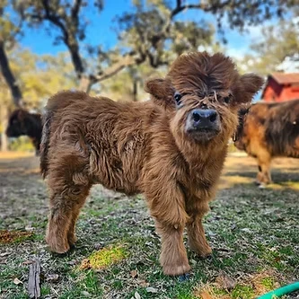 Fluffy miniature Highland calf standing in a green pasture at a ranch in Pipe Creek, Texas