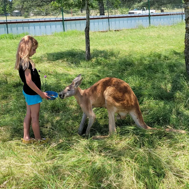 Young girl feeding a kangaroo from a blue bowl at the Camel Farm in Pipe Creek, Texas