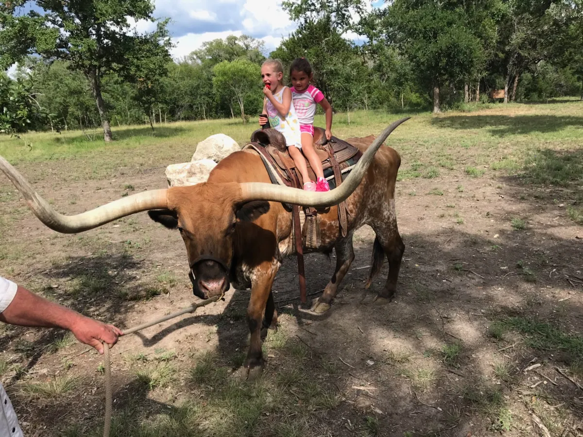 Two young girls sitting on a saddled Texas longhorn with very wide horns while a handler leads it at a Hill Country ranch